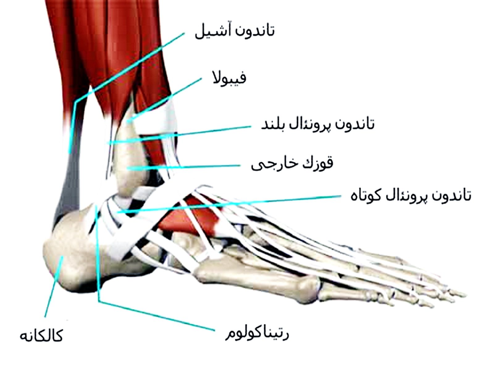 التهاب تاندون تیبیالیس در کف پا